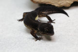 BLACK NIGHT HEMBRA ID : 1
