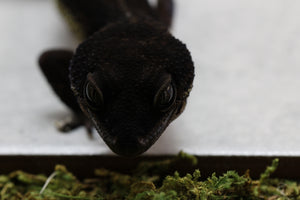 BLACK NIGHT HEMBRA ID : 1