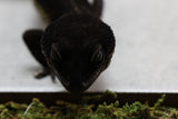 BLACK NIGHT HEMBRA ID : 1