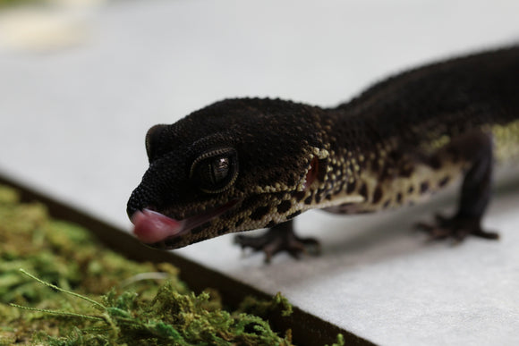BLACK NIGHT HEMBRA ID : 1