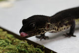 BLACK NIGHT HEMBRA ID : 1