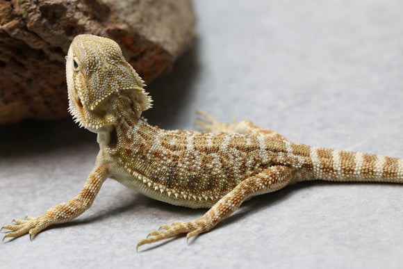 DRAGON BARBUDO HEMBRA ID : 12