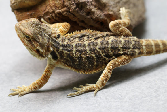 DRAGON BARBUDO HEMBRA ID : 13