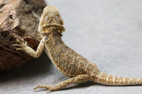 DRAGON BARBUDO MACHO ID : 14