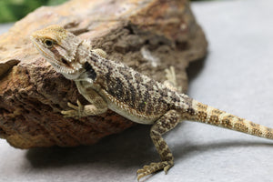 DRAGON BARBUDO HEMBRA ID : 15