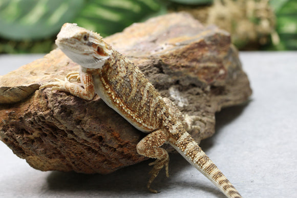 DRAGON BARBUDO HEMBRA ID : 16