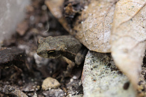SAPO DE LA CAÑA BEBE ( BUFO MARINUS)
