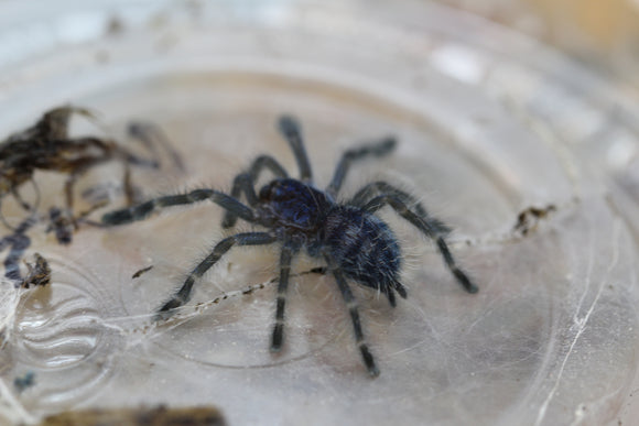 TARANTULA  C. VERSICOLOR SLING 2-3 CM