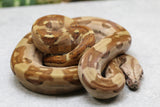 MOTLEY NICARAGUA T POSITIVO HET BERRY BLOOD MACHO  ID : 212