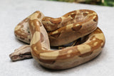 MOTLEY NICARAGUA T POSITIVO HET BERRY BLOOD MACHO  ID : 212