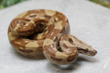 MOTLEY NICARAGUA T POSITIVO HET BERRY BLOOD MACHO  ID : 212