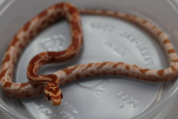 MAIZERA MANDARIN HEMBRA  ID : 7
