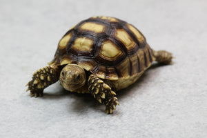 SULCATA 7-8 CM