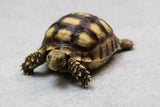 SULCATA 7-8 CM