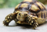 SULCATA 7-8 CM