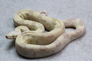 VPI T+ SNOWGLOW HEMBRA  ID : 1