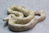 VPI T+ SNOWGLOW HEMBRA  ID : 1