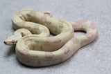 VPI T+ SNOWGLOW HEMBRA  ID : 1