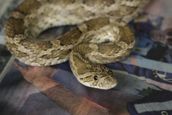 SERPIENTE RATONERA DE TEXAS , MACHO REPRODUCTOR