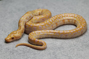 PITON BURMES ALBINO MACHO ID : 13-1