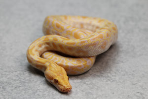 PITON BURMES ALBINO HEMBRA ID : 12-2