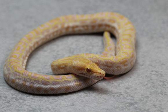 PITON BURMES PEARL MACHO  ID : 12-3