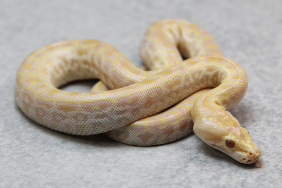PITON BURMES PEARL HEMBRA  ID : 4-7