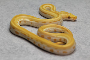 PITON BURMES ALBINO GREEN MACHO  ID : 3-1