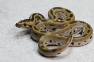 PITON BURMES GREEN HET ALBINO MACHO ID : 4-10