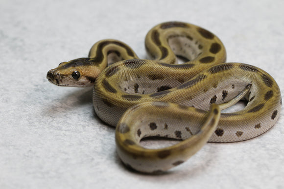 PITON BURMES GREEN HET ALBINO MACHO ID : 4-10
