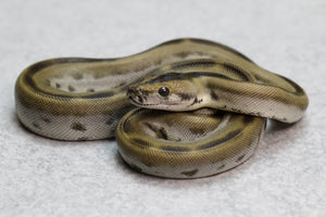 PITON BURMES GREEN HET ALBINO HEMBRA ID : 18-11