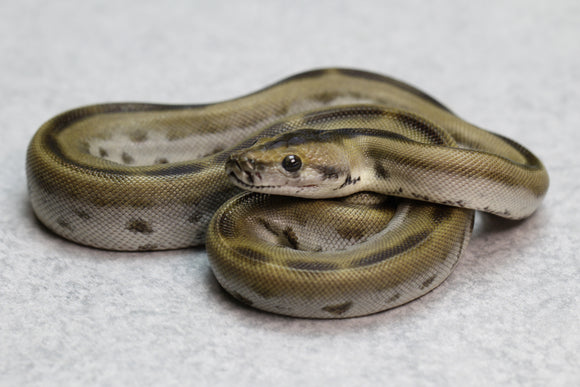 PITON BURMES GREEN HET ALBINO HEMBRA ID : 18-11