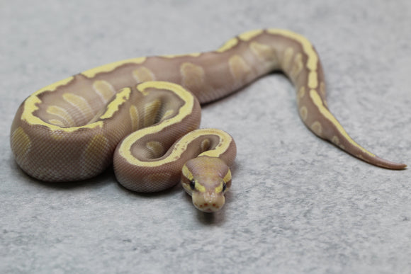 MOJAVE GHI BANANA 100% HET CLOWN MACHO ID : 14-10