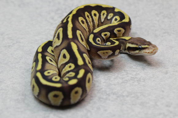 BLACKHEAD MOJAVE PASTEL HEMBRA ID:6-11