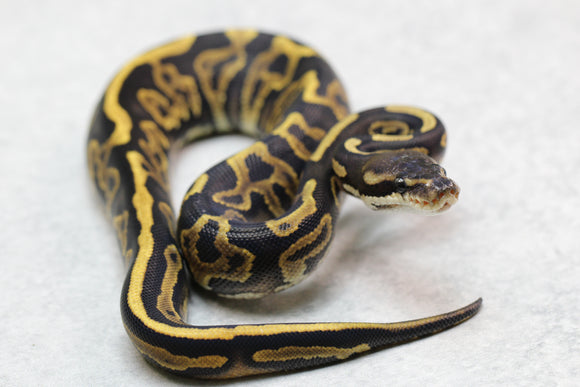 LEOPARD CINNAMON YELLOW BELLY HEMBRA ID : 5-11