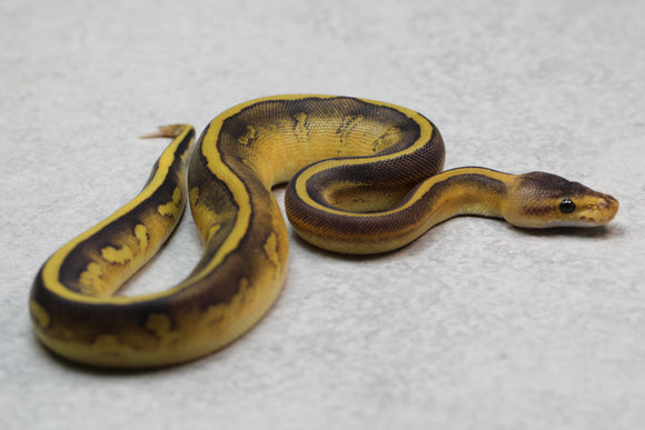 LEOPARD CHAMPAGNE HEMBRA ID: 1-7