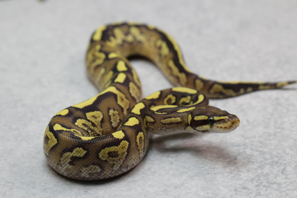 FIRE PHANTOM YELLOW BELLY HEMBRA ID : 13-10