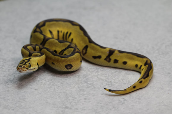 PASTEL LEOPARD ENCHI CLOWN HEMBRA ID : 111