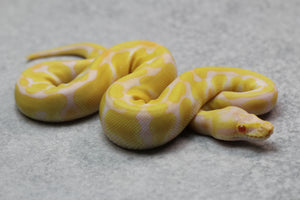 PASTEL ALBINO ENCHI HEMBRA ID : 15-11