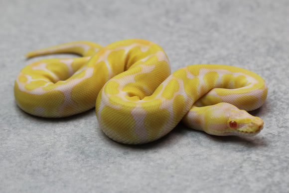 PASTEL ALBINO ENCHI HEMBRA ID : 15-11
