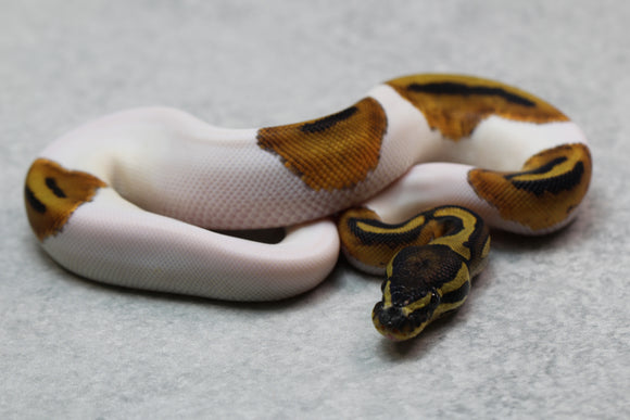 PIED HEMBRA ID : 5-1
