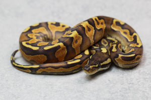 CINNAMON ENCHI YELLOW BELLY HEMBRA ID : 6-10