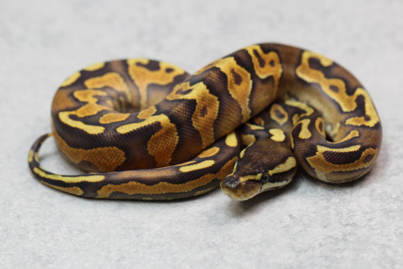 CINNAMON ENCHI YELLOW BELLY HEMBRA ID : 6-10
