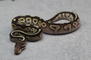 BLACK PASTEL YELLOW BELLY BUTTER HEMBRA ID: 9-8
