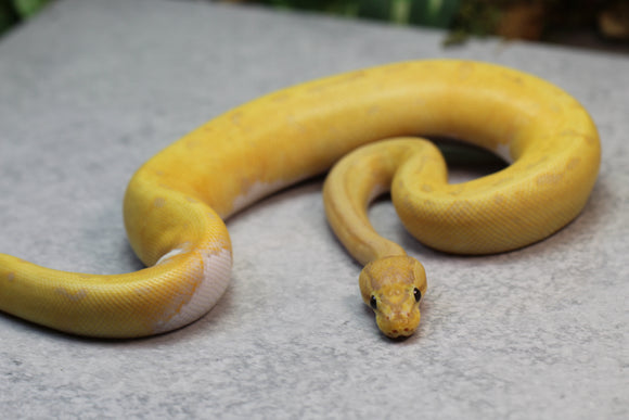 BANANA LEOPARD PINSTRIPE PIED  MACHO ID A-1
