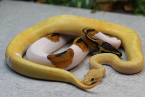 COMBO : BANANA LEOPARD PINSTRIPE PIED  MACHO  Y HEMBRA PIED ID C-1