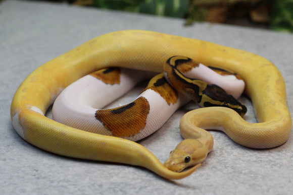 COMBO : BANANA LEOPARD PINSTRIPE PIED  MACHO  Y HEMBRA PIED ID C-1