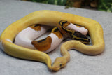 COMBO : BANANA LEOPARD PINSTRIPE PIED  MACHO  Y HEMBRA PIED ID C-1