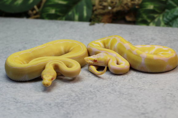 COMBO : ALBINO PINSTRIPE HEMBRA Y ALBINO PASTEL ENCHI HEMBRA  ID C-2