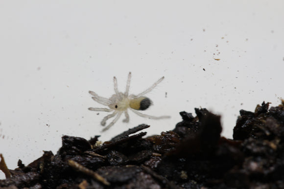 APHONOPELMA HENTZI SLING